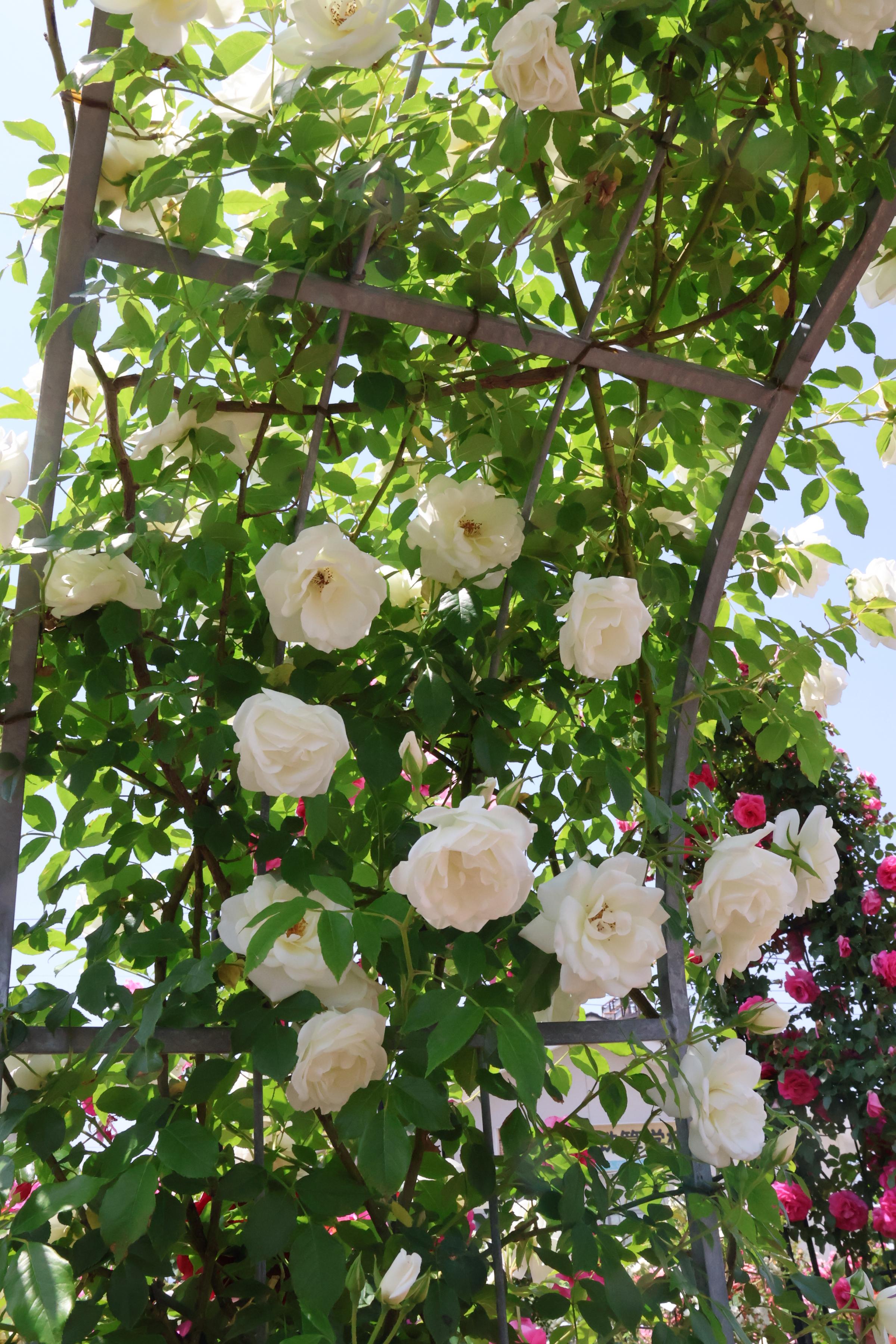 憧れのバラの庭　中級編　後藤みどりさんがアドバイス 